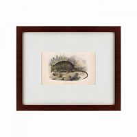картина: armadillo, 1860 во Владикавказе