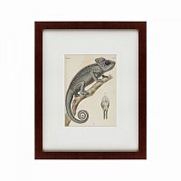 картина: chameleon, 1706 во Владикавказе