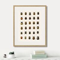 картина: assorted beetles №2, 1735г. во Владикавказе