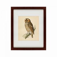 картина: brown owl, 1760 во Владикавказе