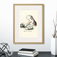 картина: botany illustration №7, 1836г. во Владикавказе