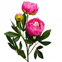пион розовый 64 см (24) во Владикавказе