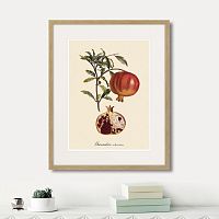 картина: juicy fruit lithography №7, 1870г. во Владикавказе