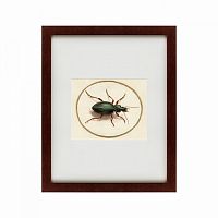 картина: beetle, 1700 во Владикавказе