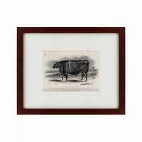 картина: a short horned steer, 1849 во Владикавказе