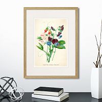 картина: botany illustration №4, 1836г. во Владикавказе