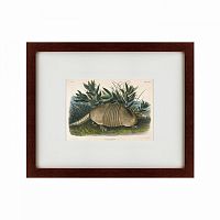 картина: armadillo (dasypus peba), 1848 во Владикавказе