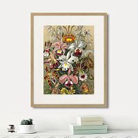 картина: art forms of nature №6, 1897г. во Владикавказе