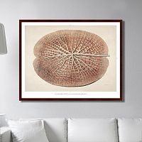 картина: leaf of a gigantic water lily, 1870г. во Владикавказе
