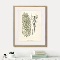 картина: fragmenta botanica №9, 1809г. во Владикавказе