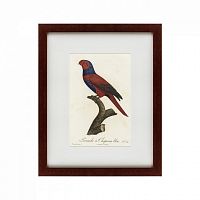 картина: perruche a chaperon bleu, 1801 во Владикавказе
